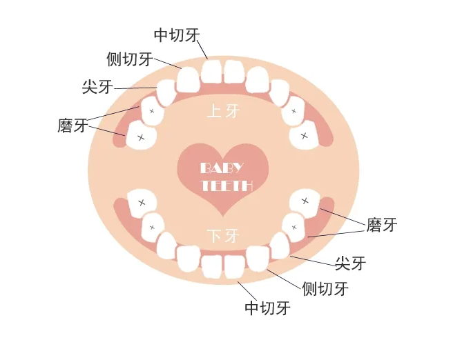 美悅大課堂 ▏牙齒矯正第一步：認識牙齒